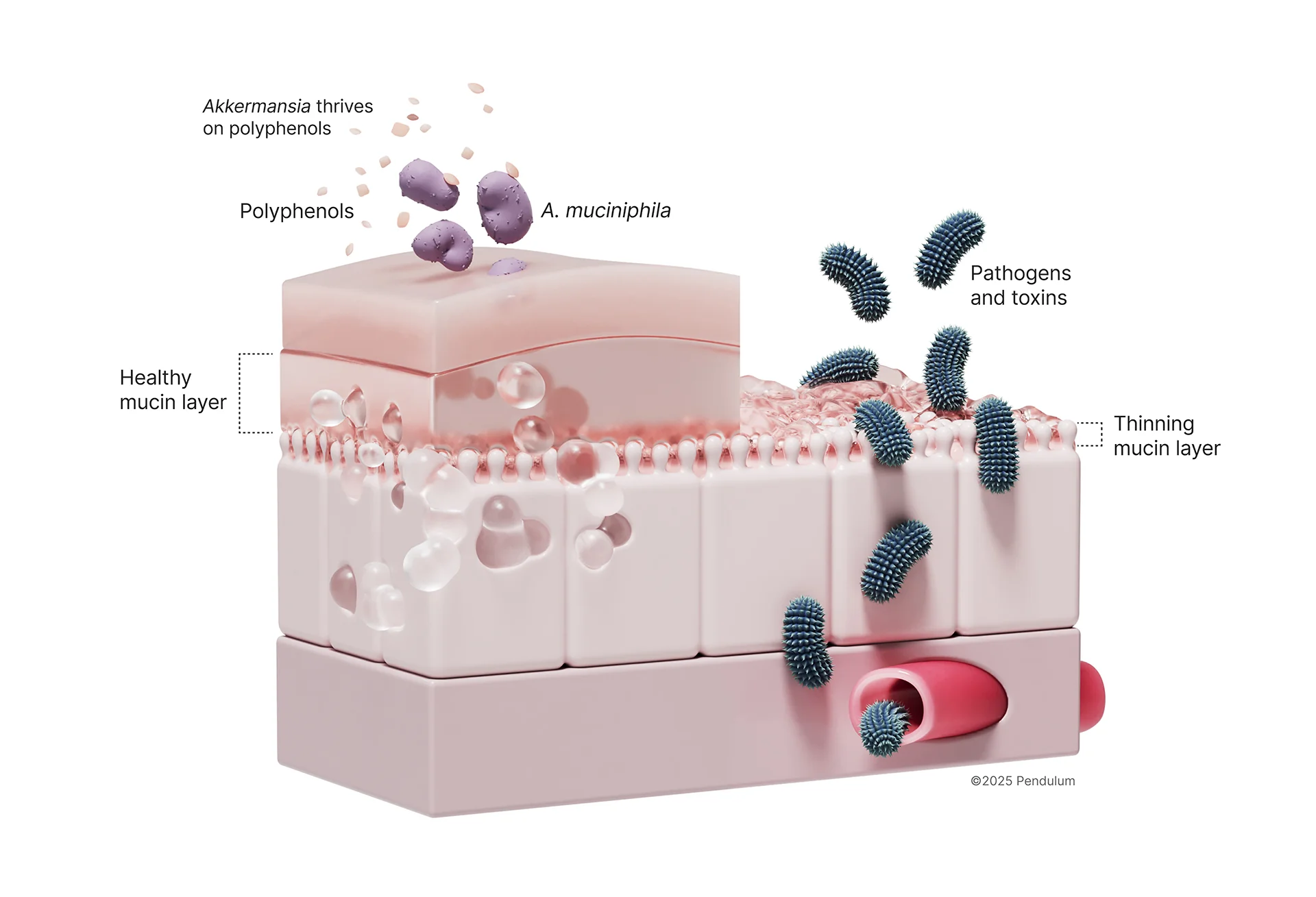 Diagram showing how Akkermansia muciniphila feeds on gut mucin and reinforces the mucus layer