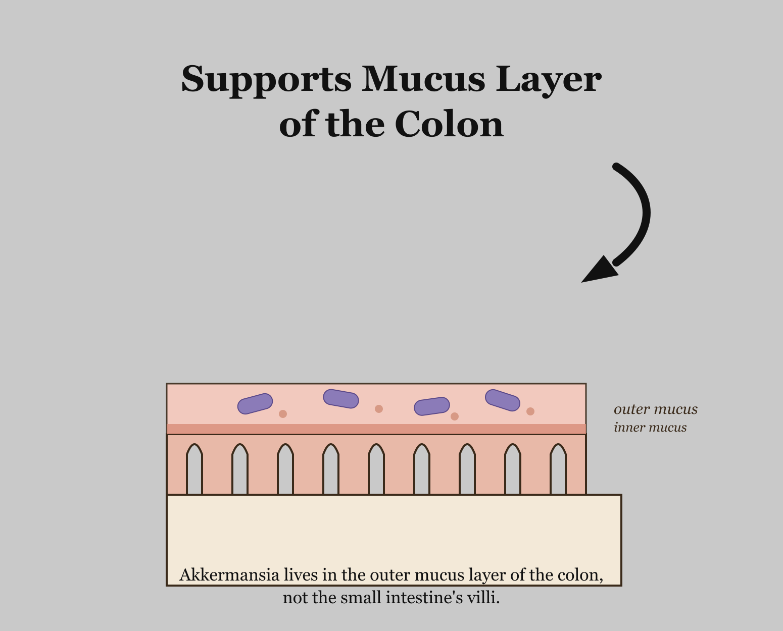 Diagram of colon epithelium showing Akkermansia bacteria living in the outer mucus layer, not the small intestine's villi