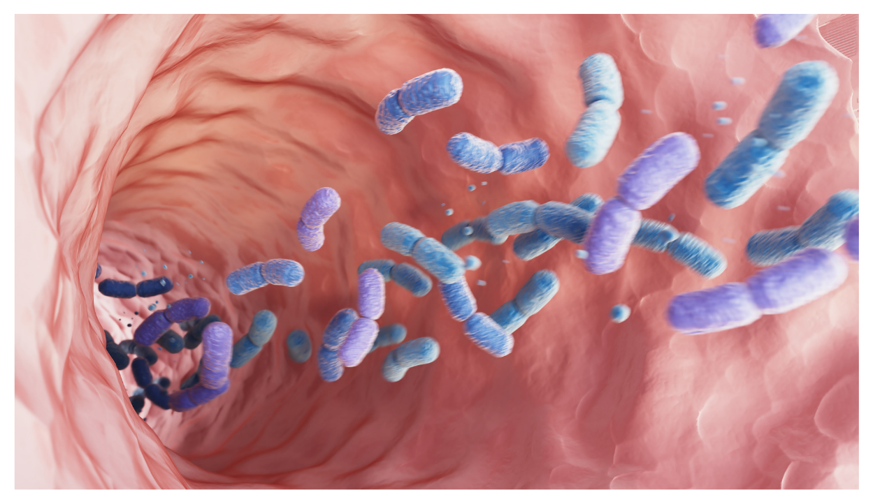 3D illustration of Akkermansia muciniphila bacteria in the gut