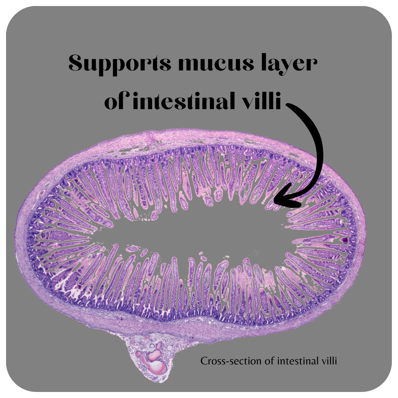 Supports mucus layer of intestinal villi