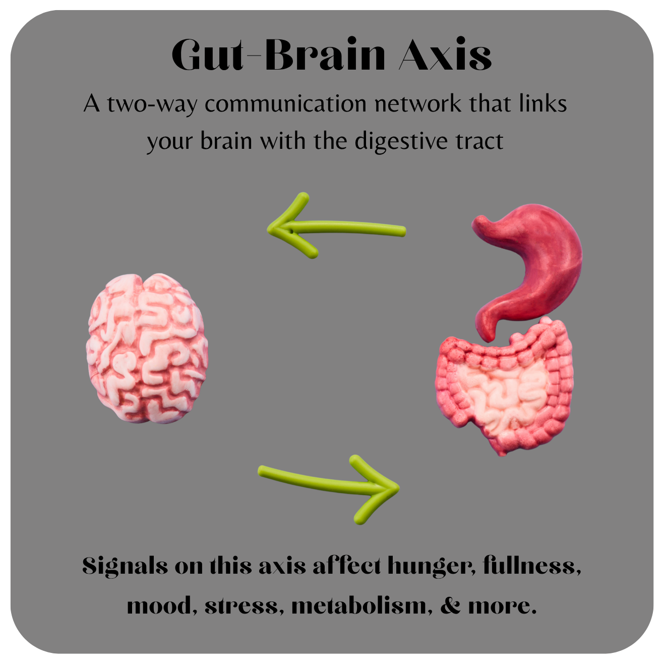 Gut-brain axis diagram
