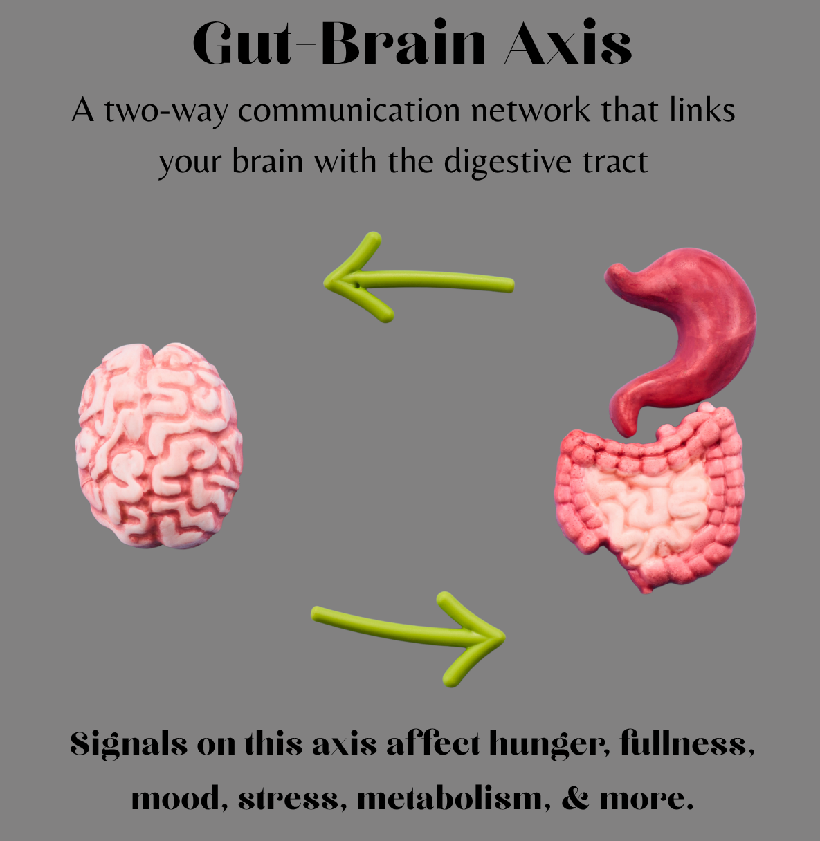 Gut-brain axis diagram